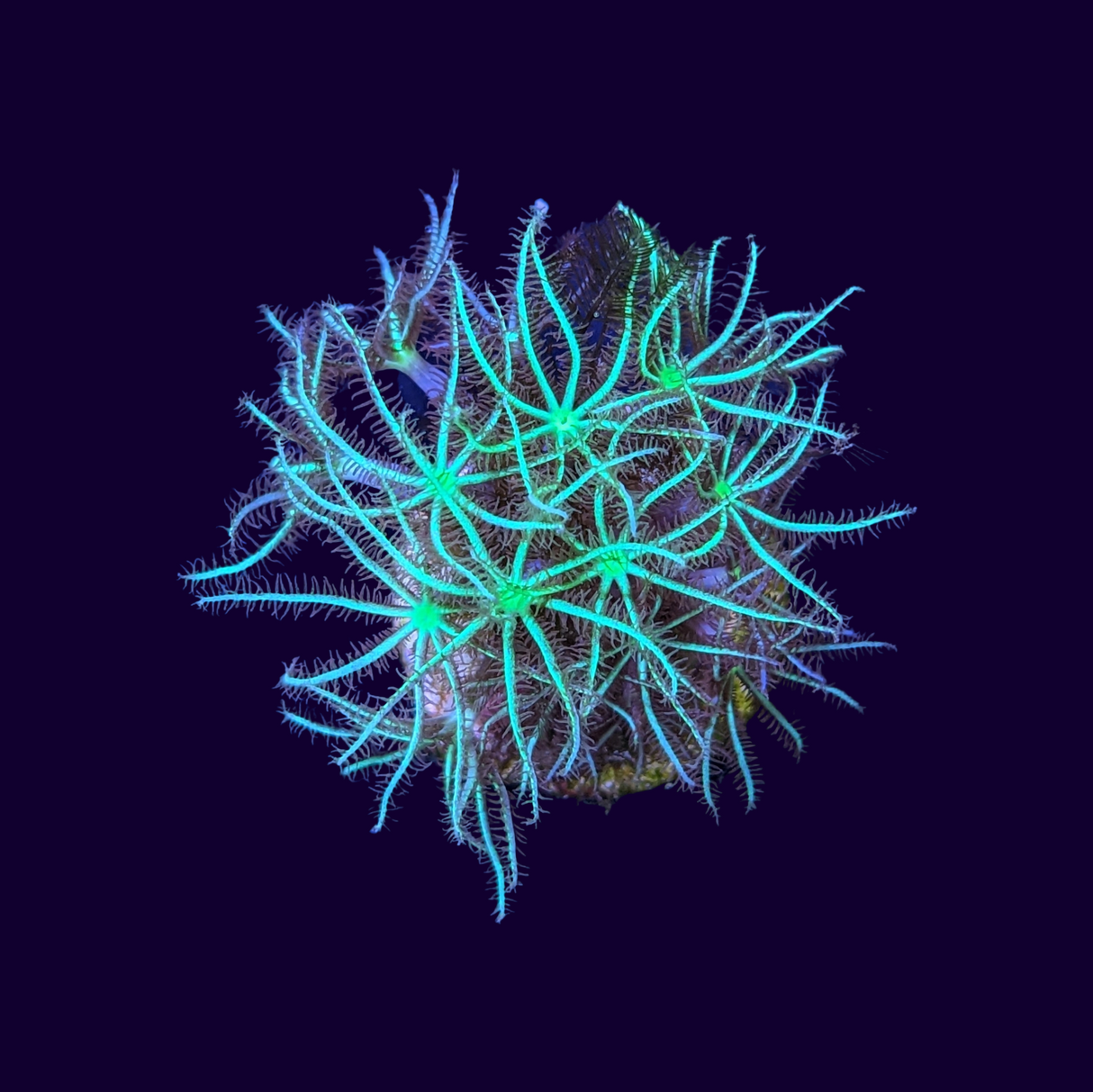 Green Star Long Polyp Frag