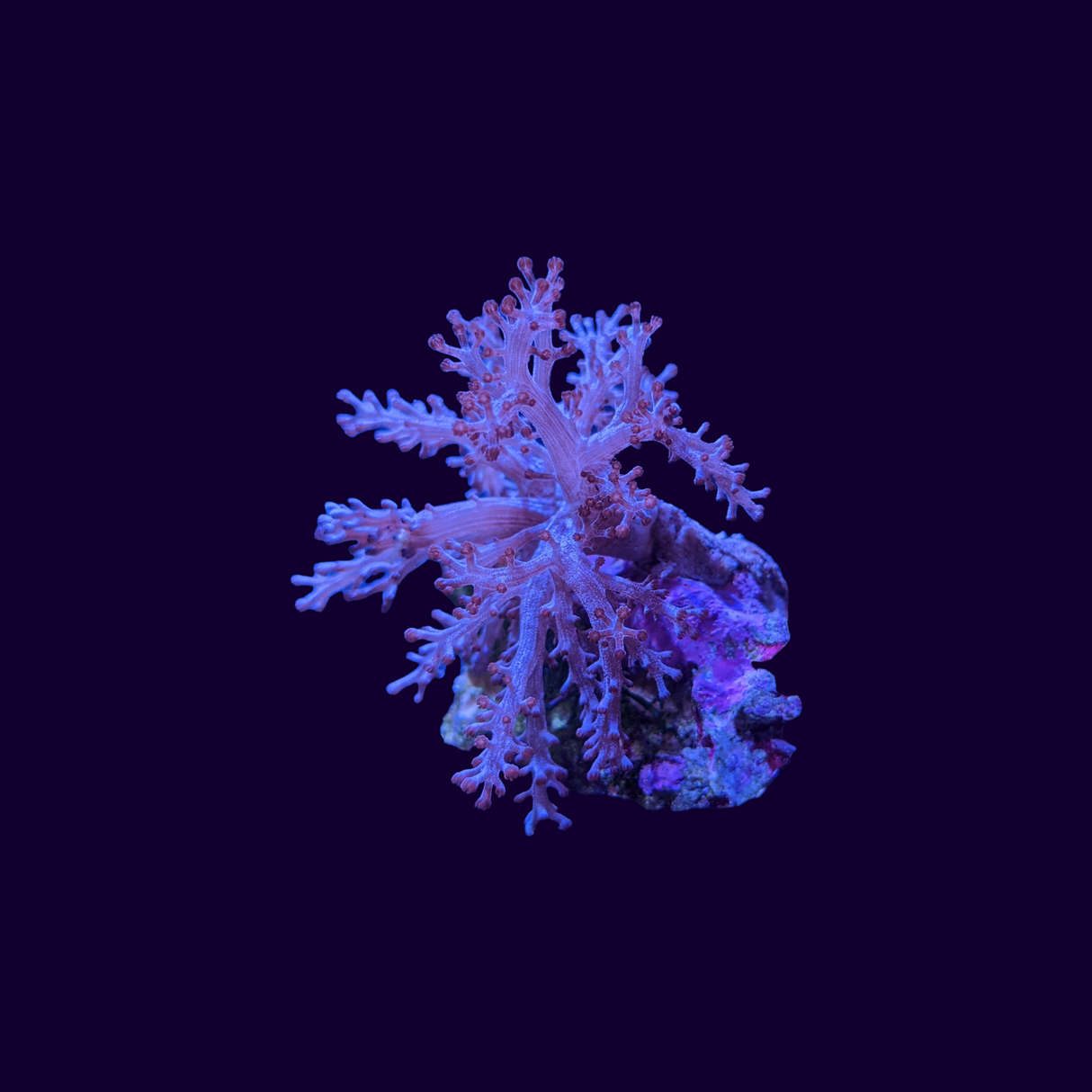Kenya Tree (UK Grown)