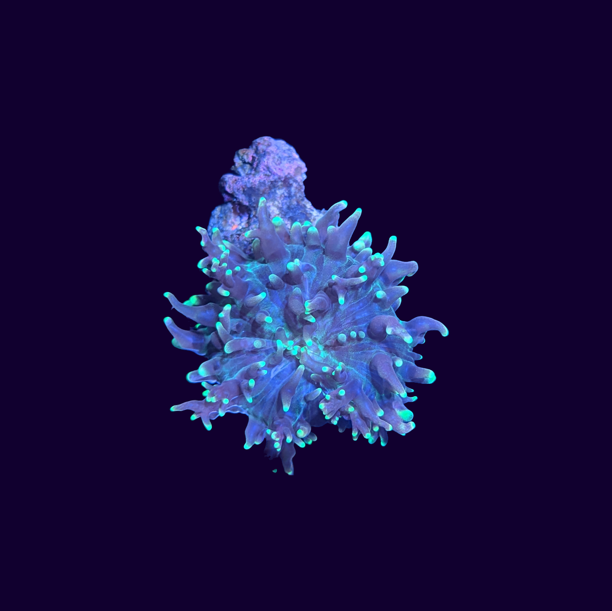 Green Fuzzy Indo Mushroom