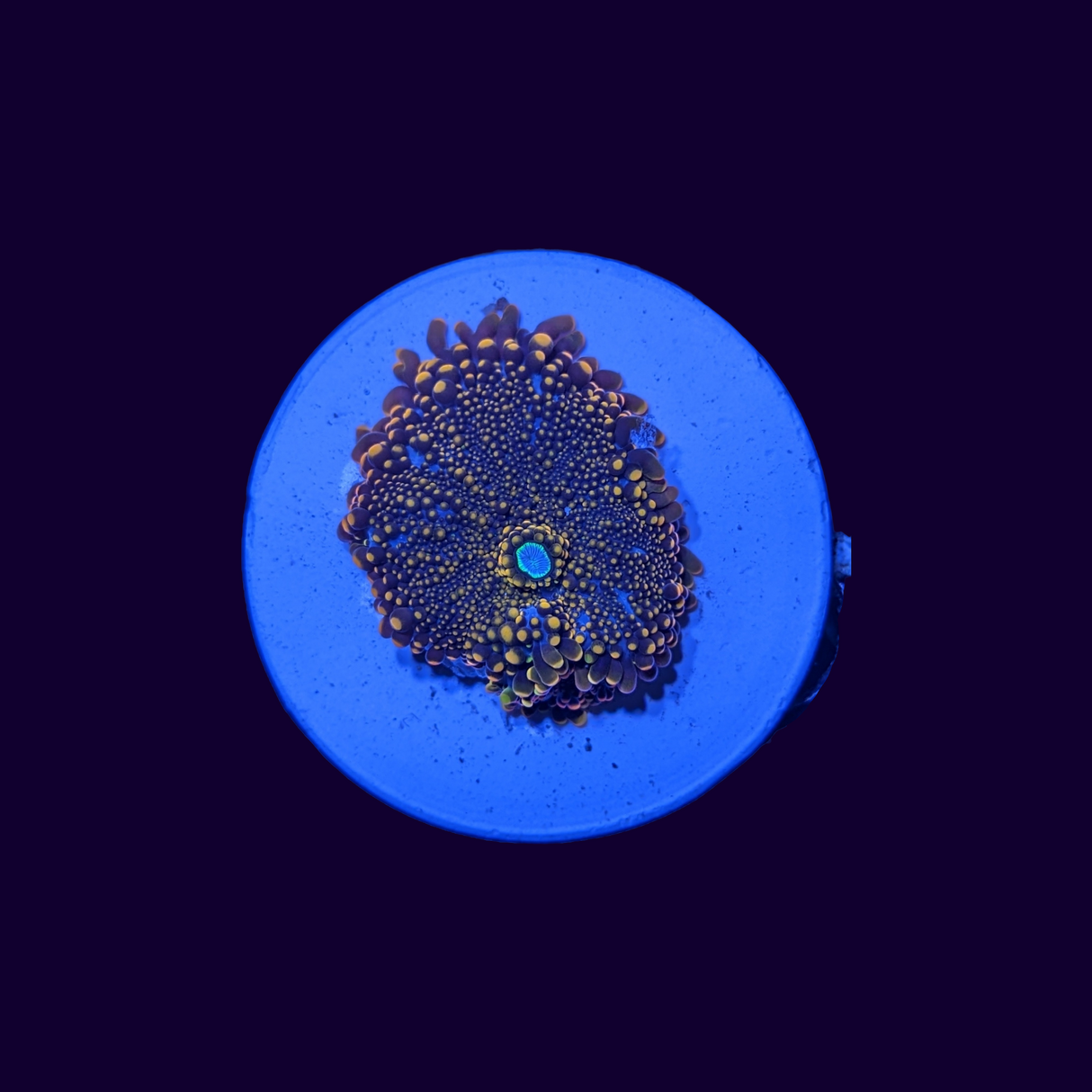 Orange Yuma Ricordea Mushroom