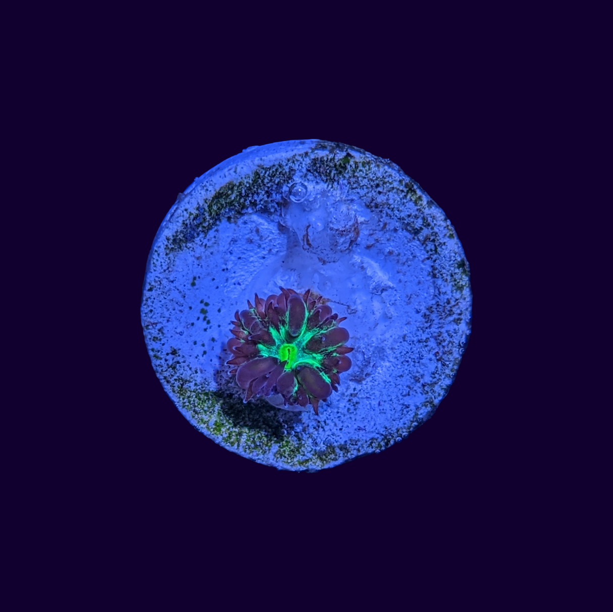 1 Head Red / Green Blastomussa