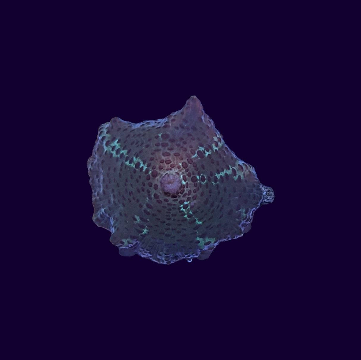 Leopard Discosoma Mushroom