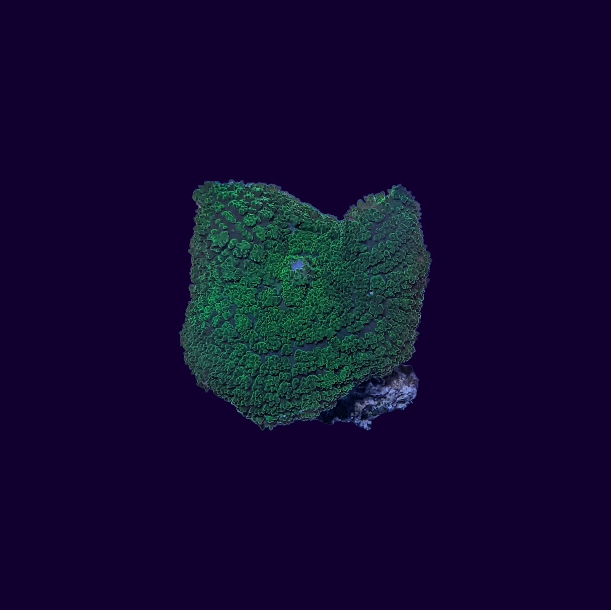 Fuzzy Green Rhodactis Mushroom