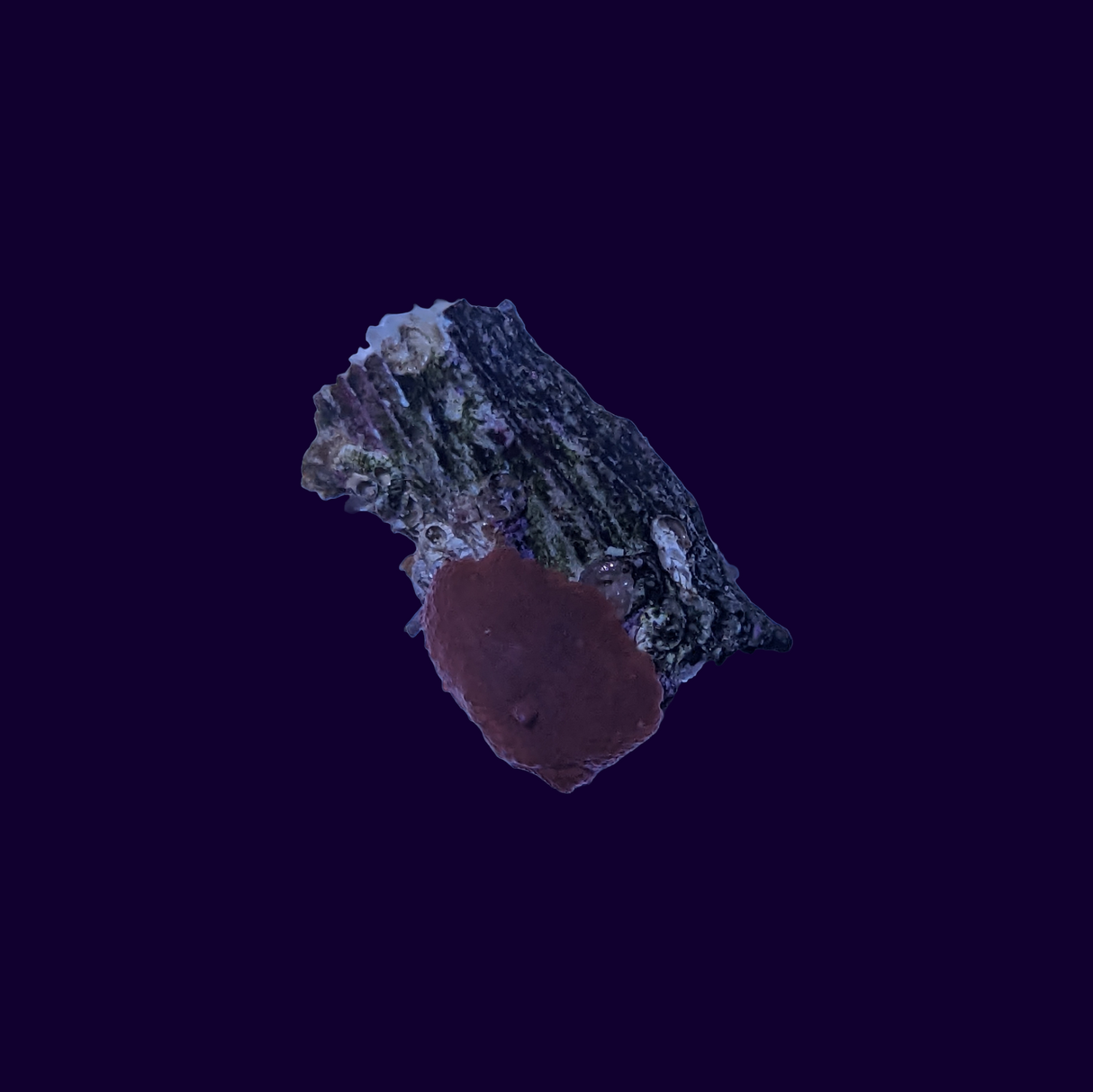 Orange Discosoma Mushroom