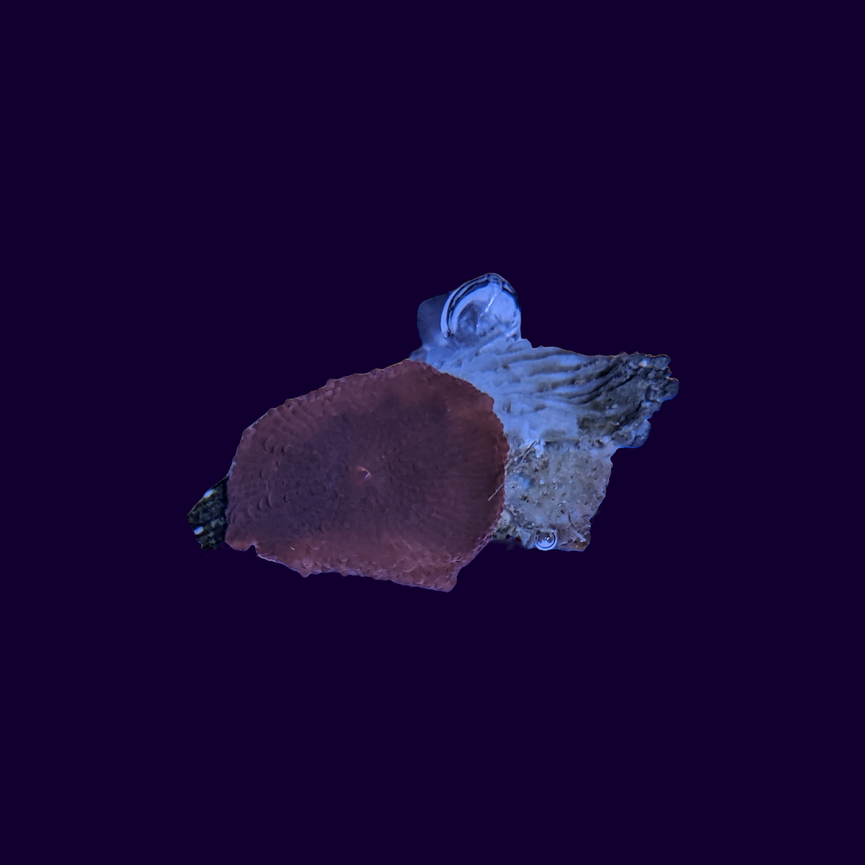 Orange/Red Discosoma Mushroom