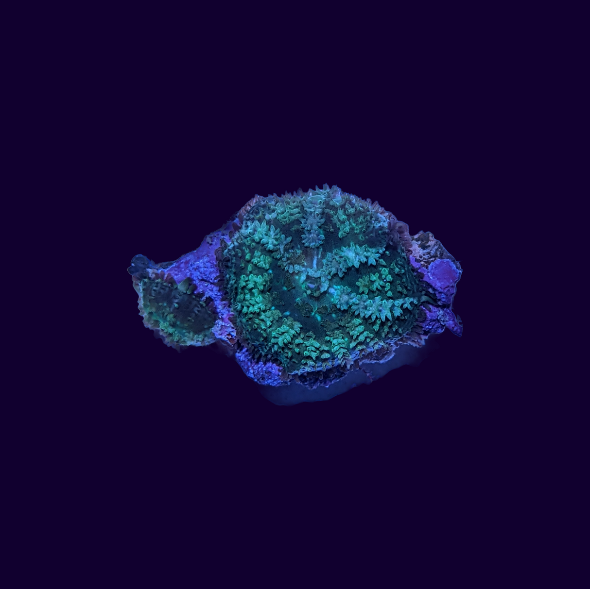 Marble Rhodactis Mushroom