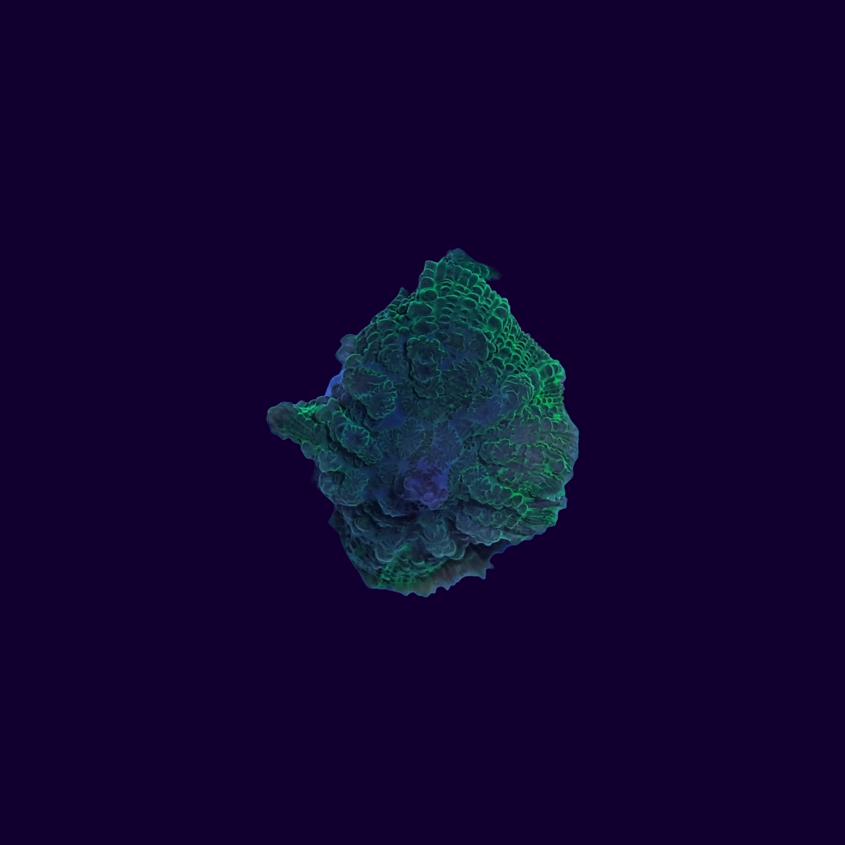 Green Rhodactis Mushroom