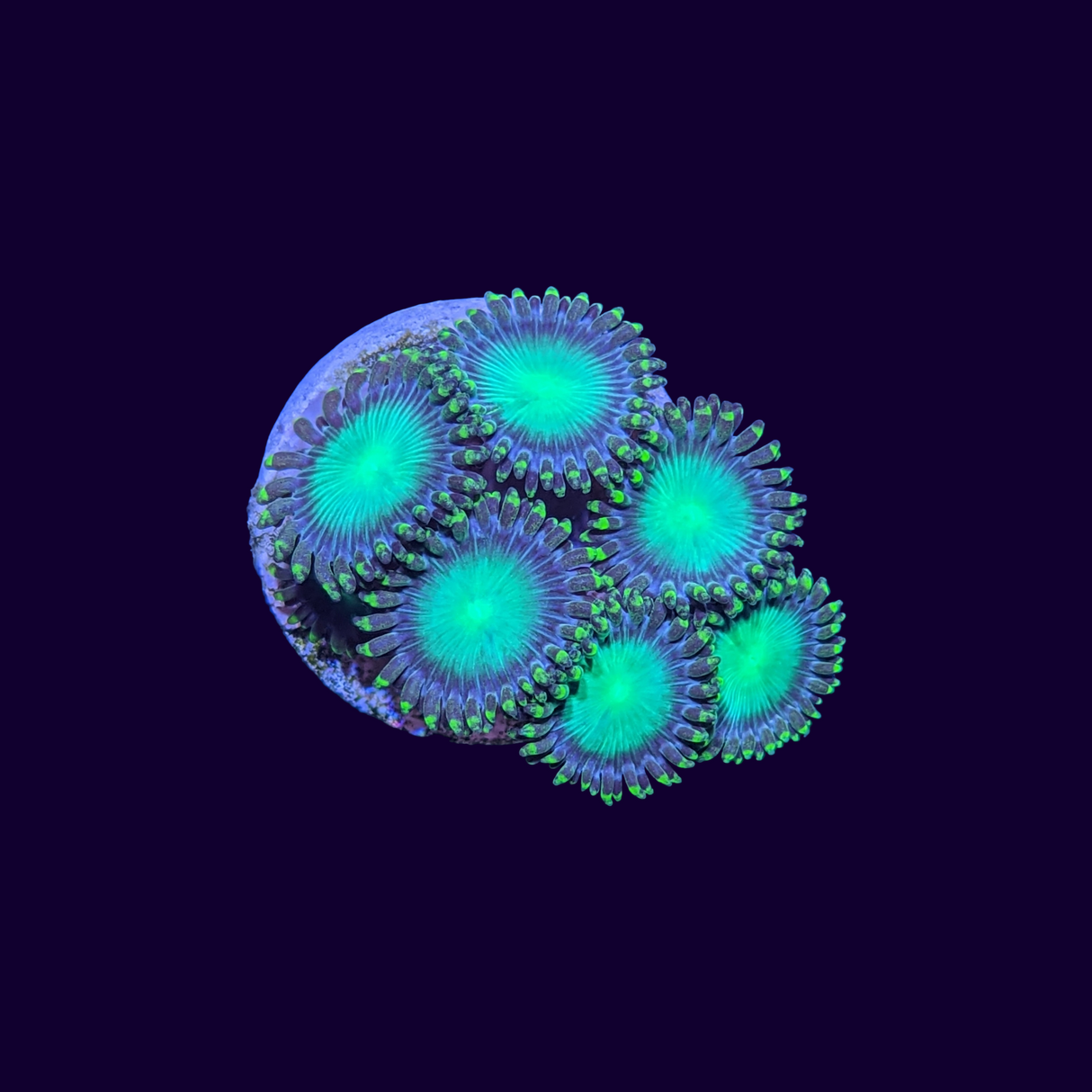 Radioactive Dragons Eye Zoa Frag