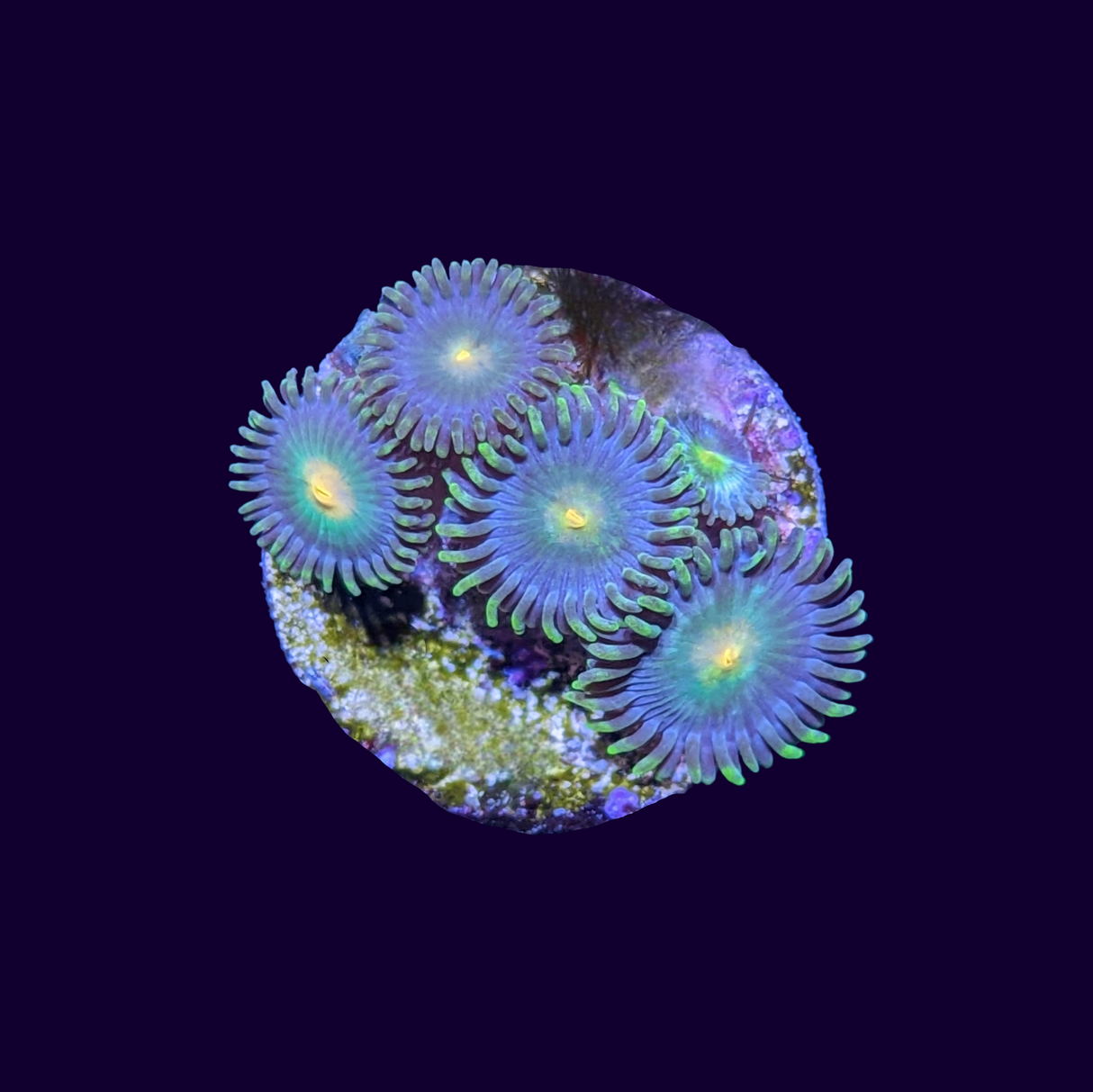 Zoa Frag