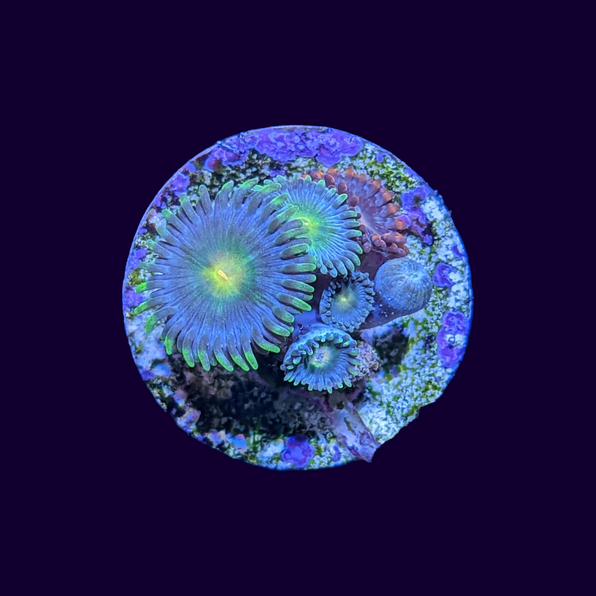 Mix Zoa Frag