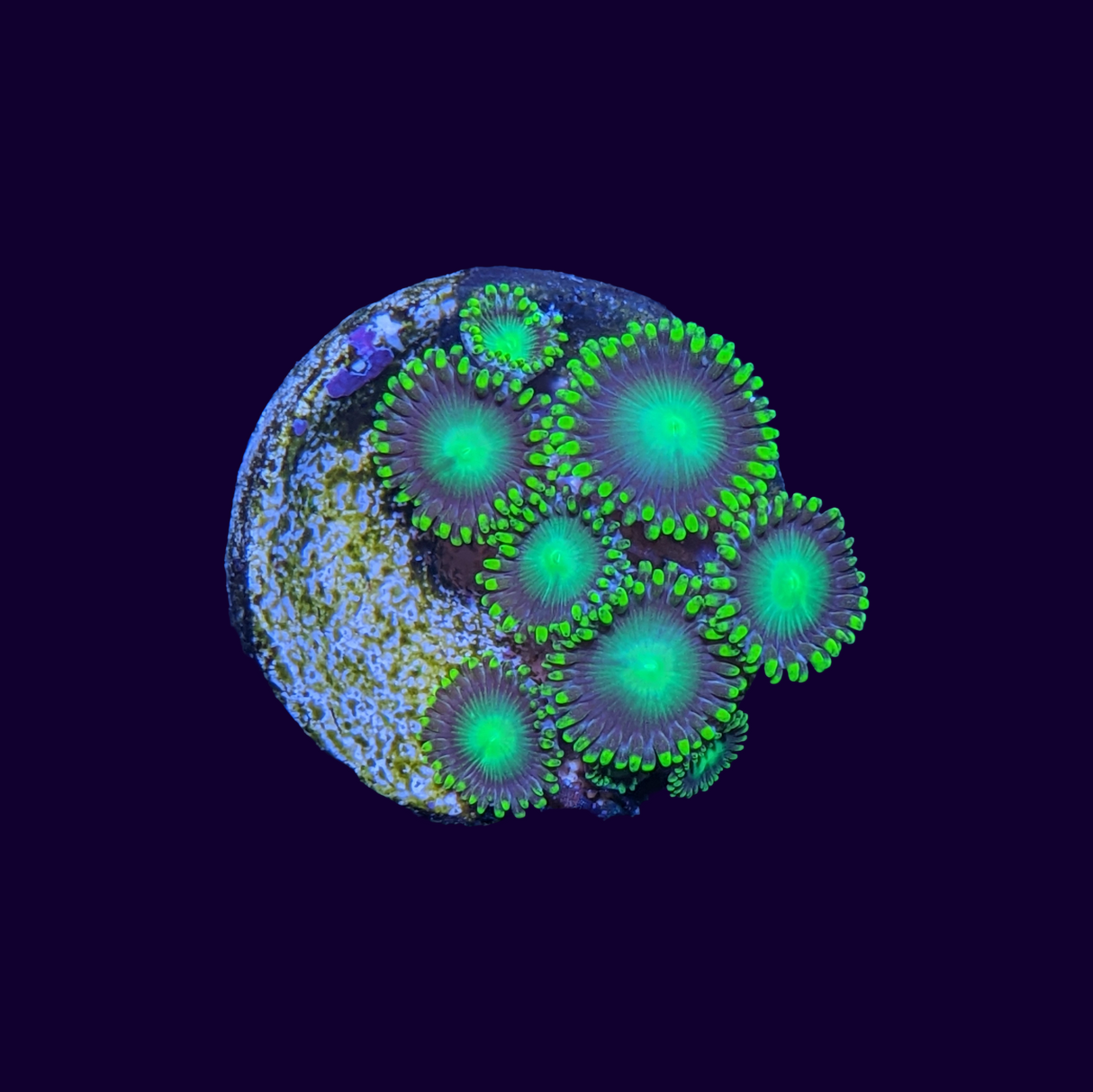 Radioactive Dragons Eye Zoa Frag