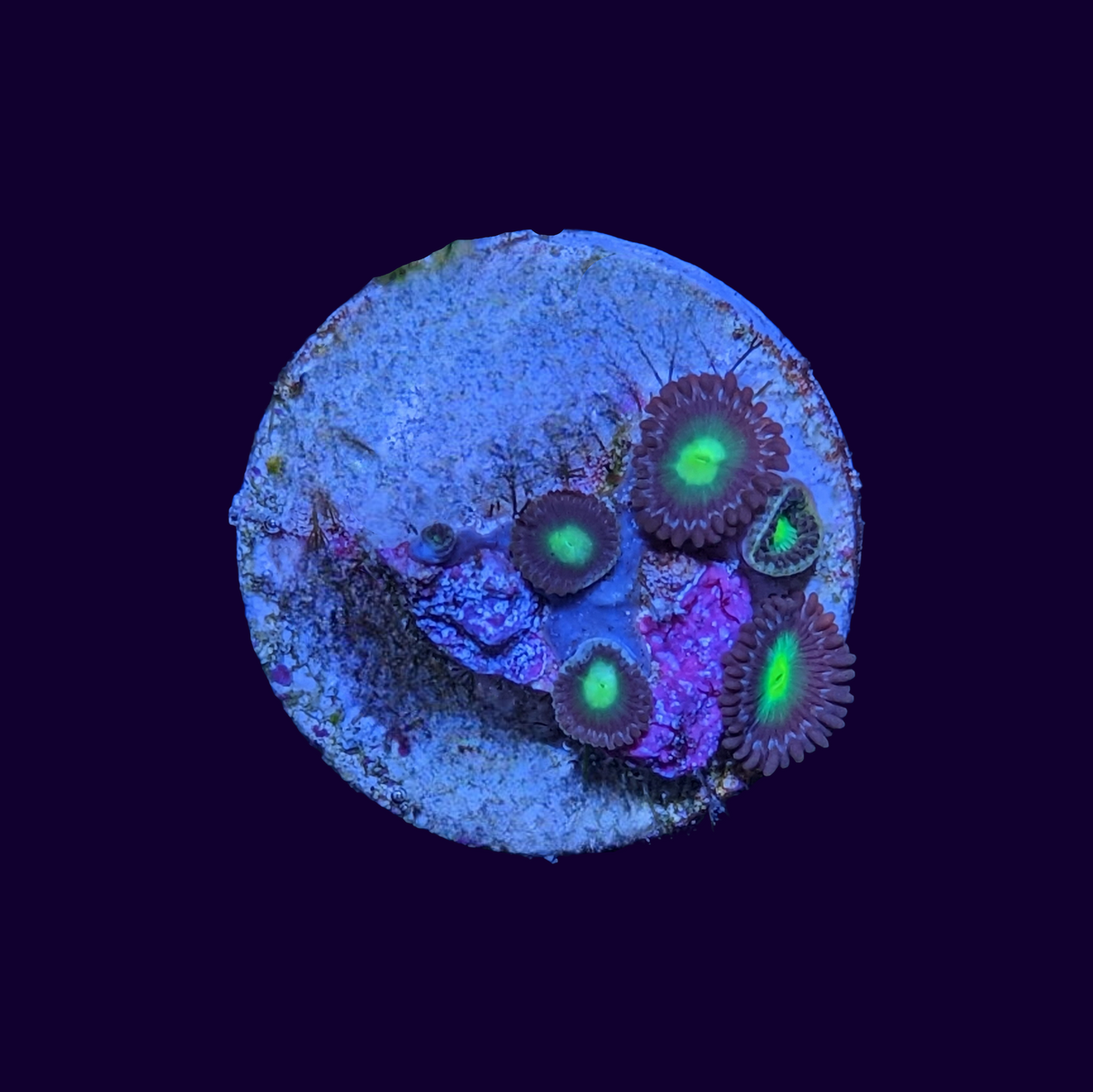 Mint Chocolate Zoa Frag