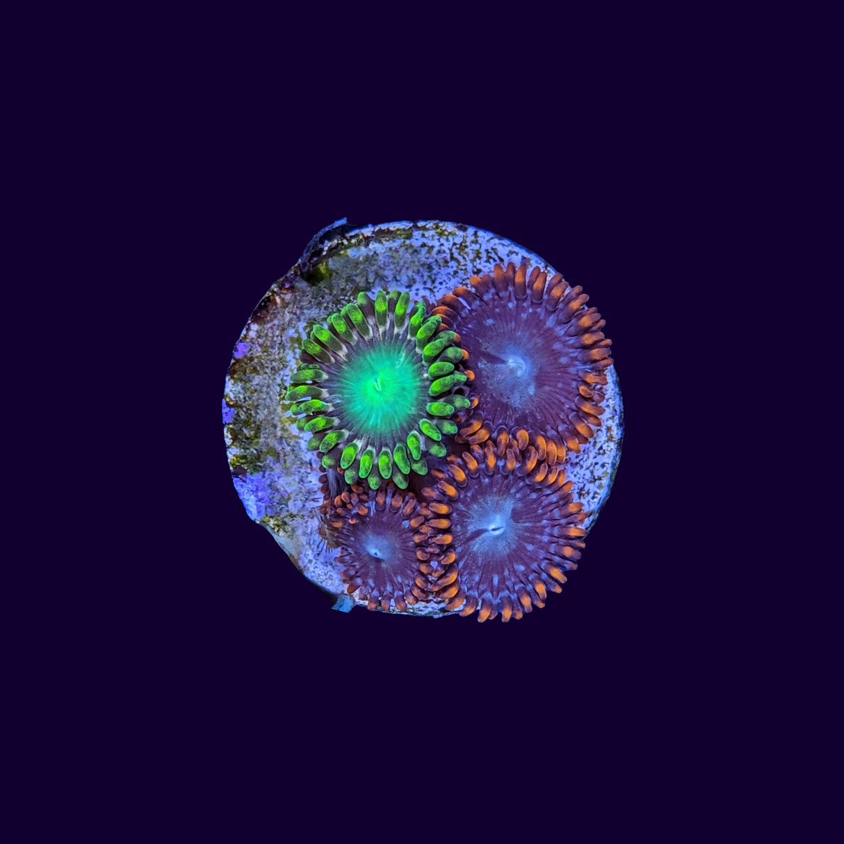 Radioactive Dragons Mix Zoa Frag