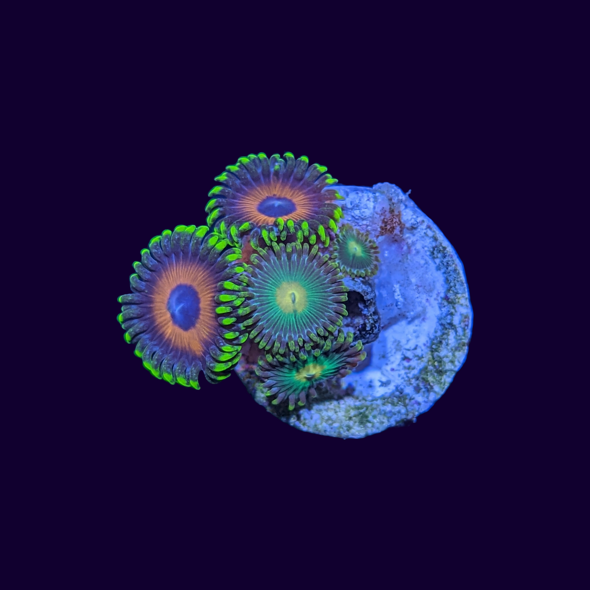 Radioactive Dragons Eye & Eagle Eye Mix Zoa Frag