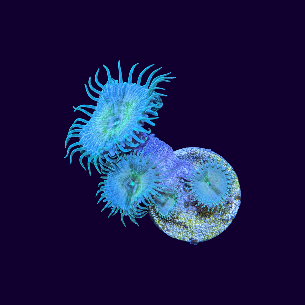 Paly Zoa Frag