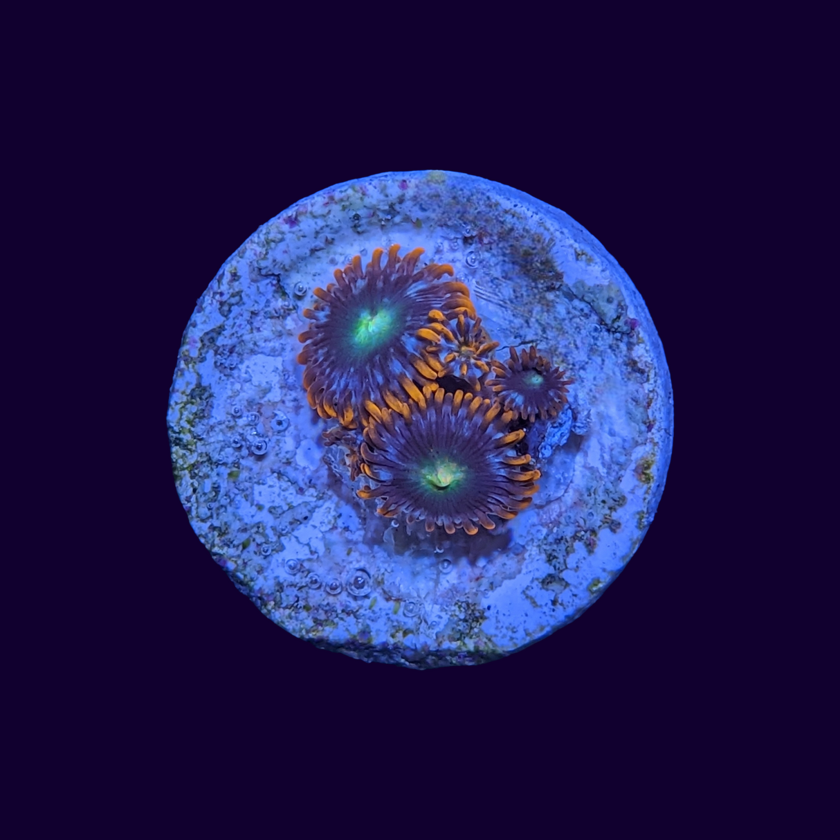 Flaming Sun Zoa Frag