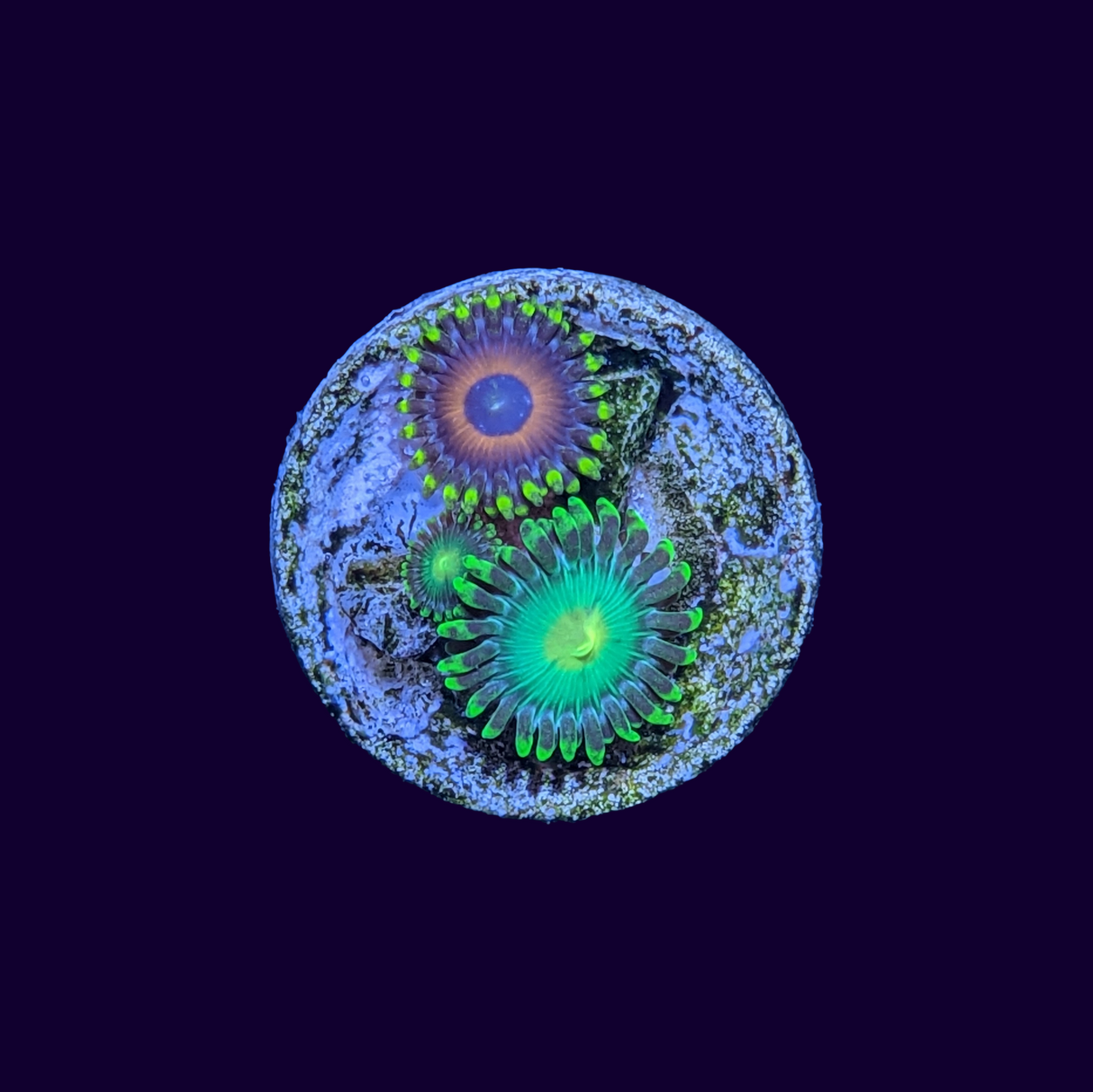 Radioactive Dragons Eye & Eagle Eye Mix Zoa Frag
