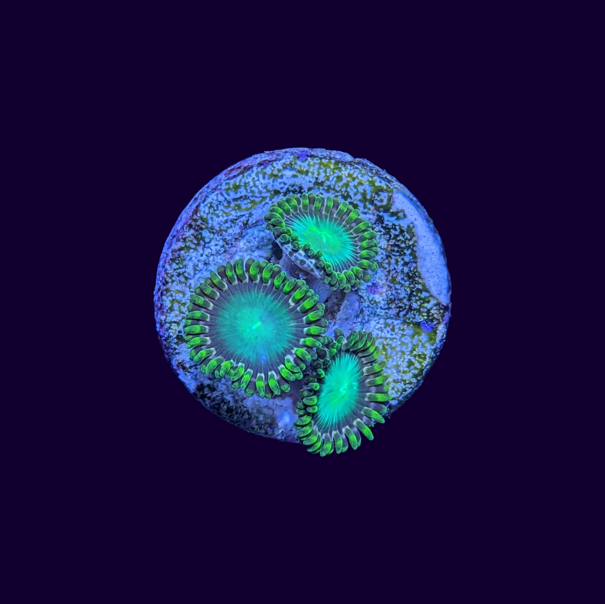 Radioactive Dragons Eye Zoa Frag