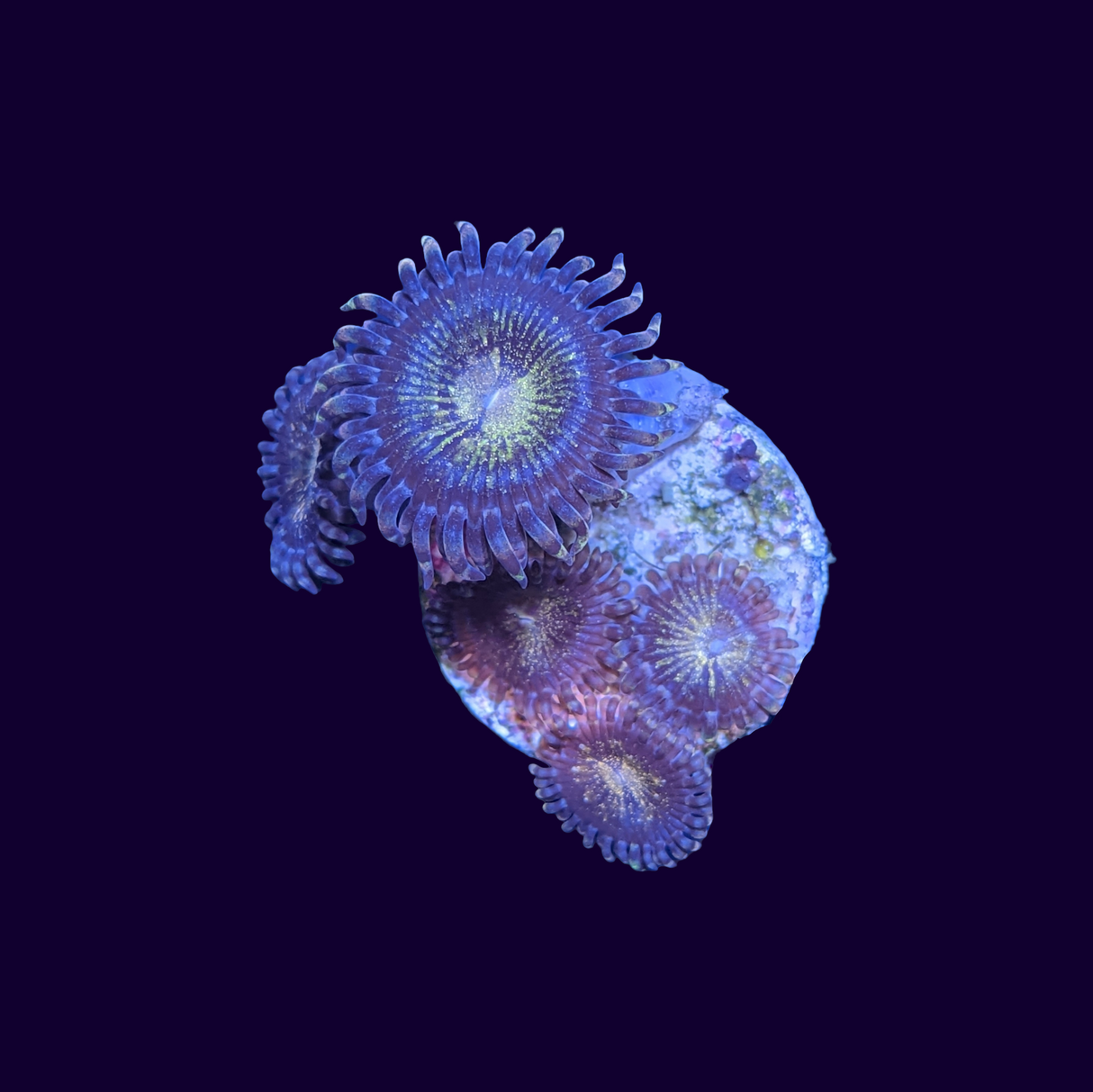 Reverse Space Monster Zoa Frag