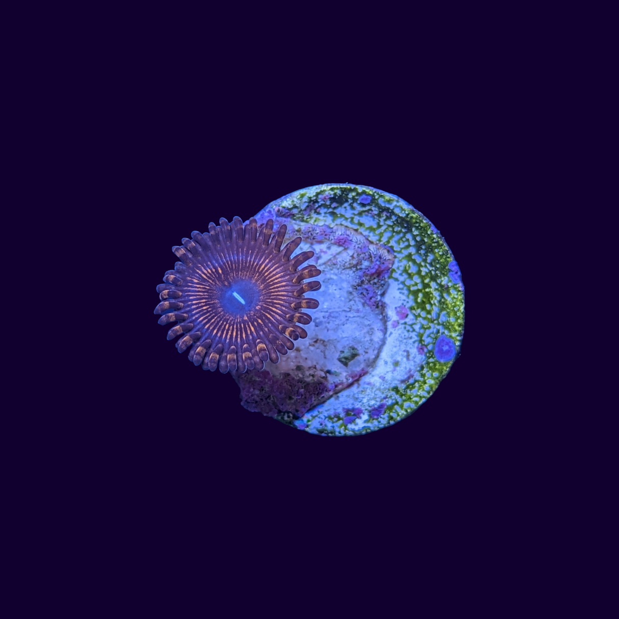 Armageddon Zoa Frag