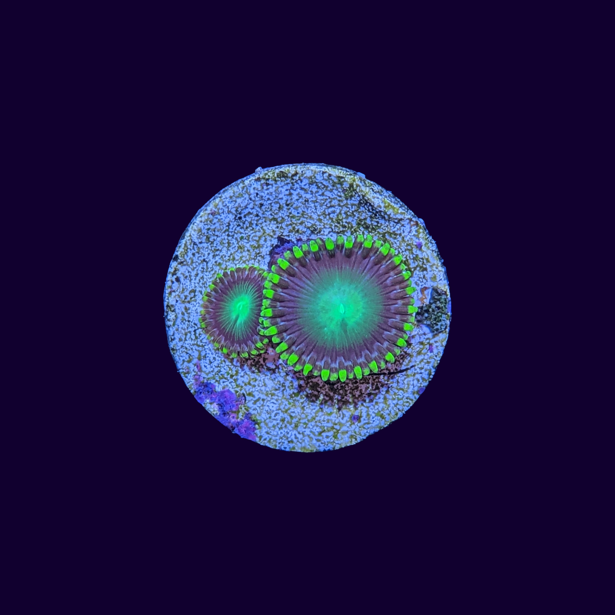 Radioactive Dragons Eye Zoa Frag