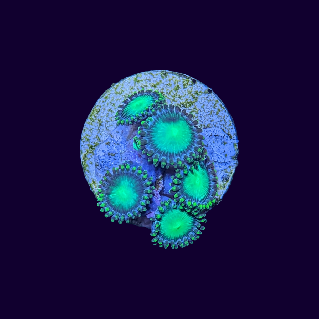 Radioactive Dragons Eye Zoa Frag