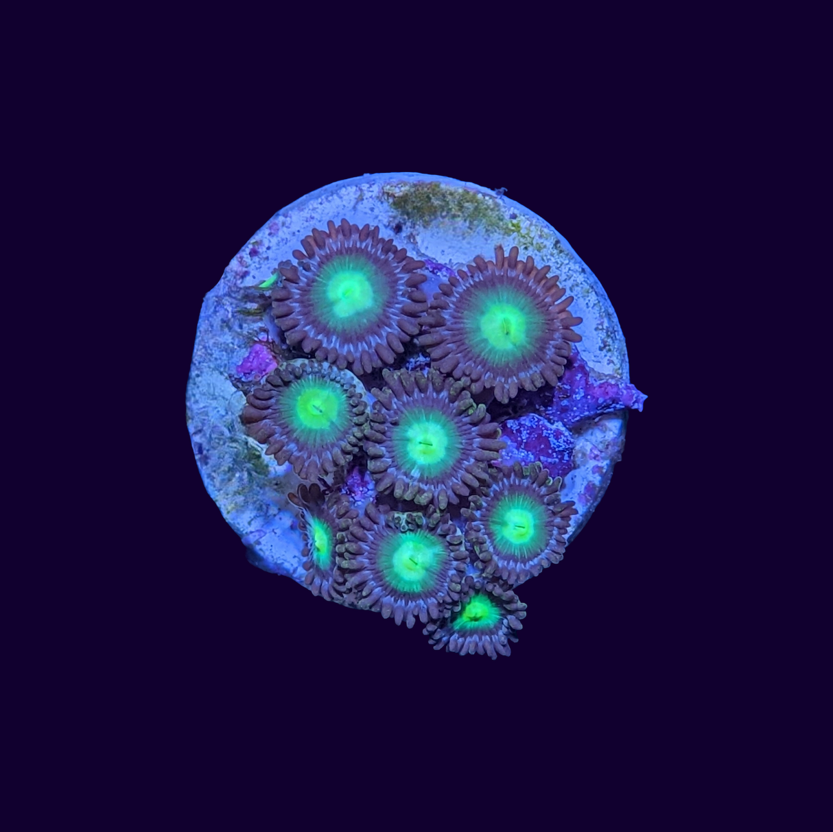 Mint Chocolate Zoa Frag