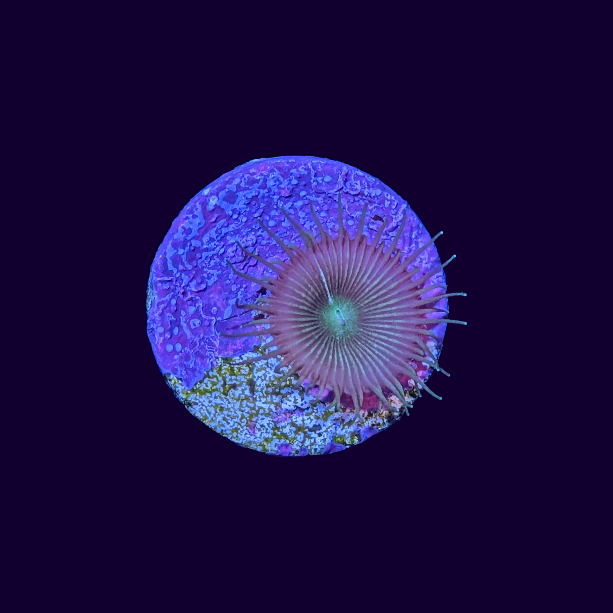 Paly Zoa Frag (UK Grown)