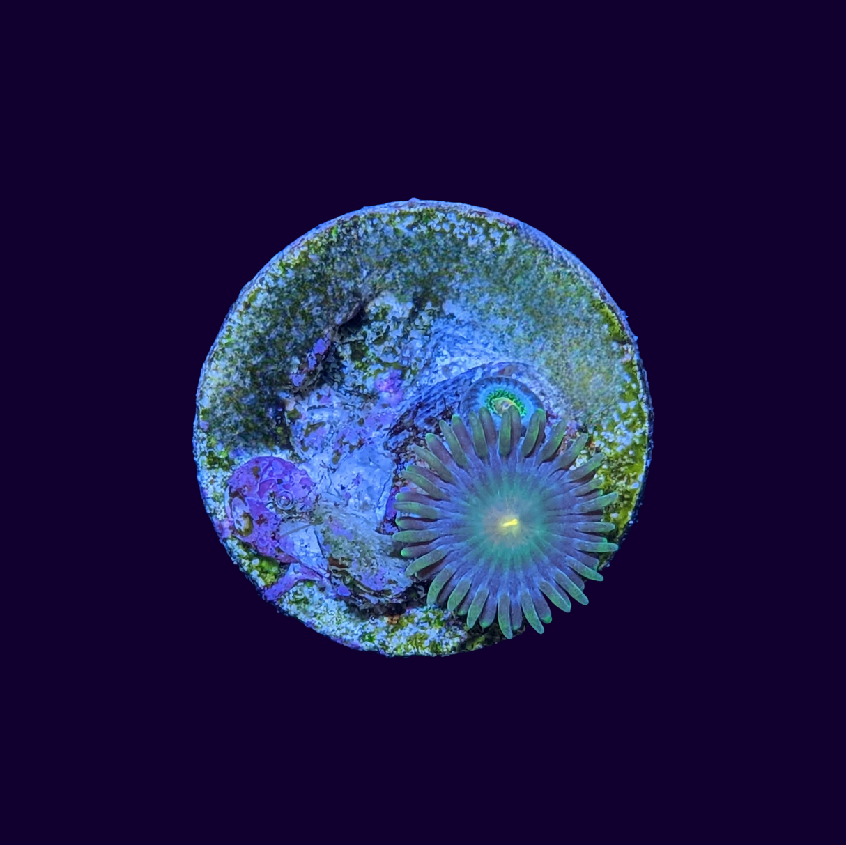 Zoa Frag