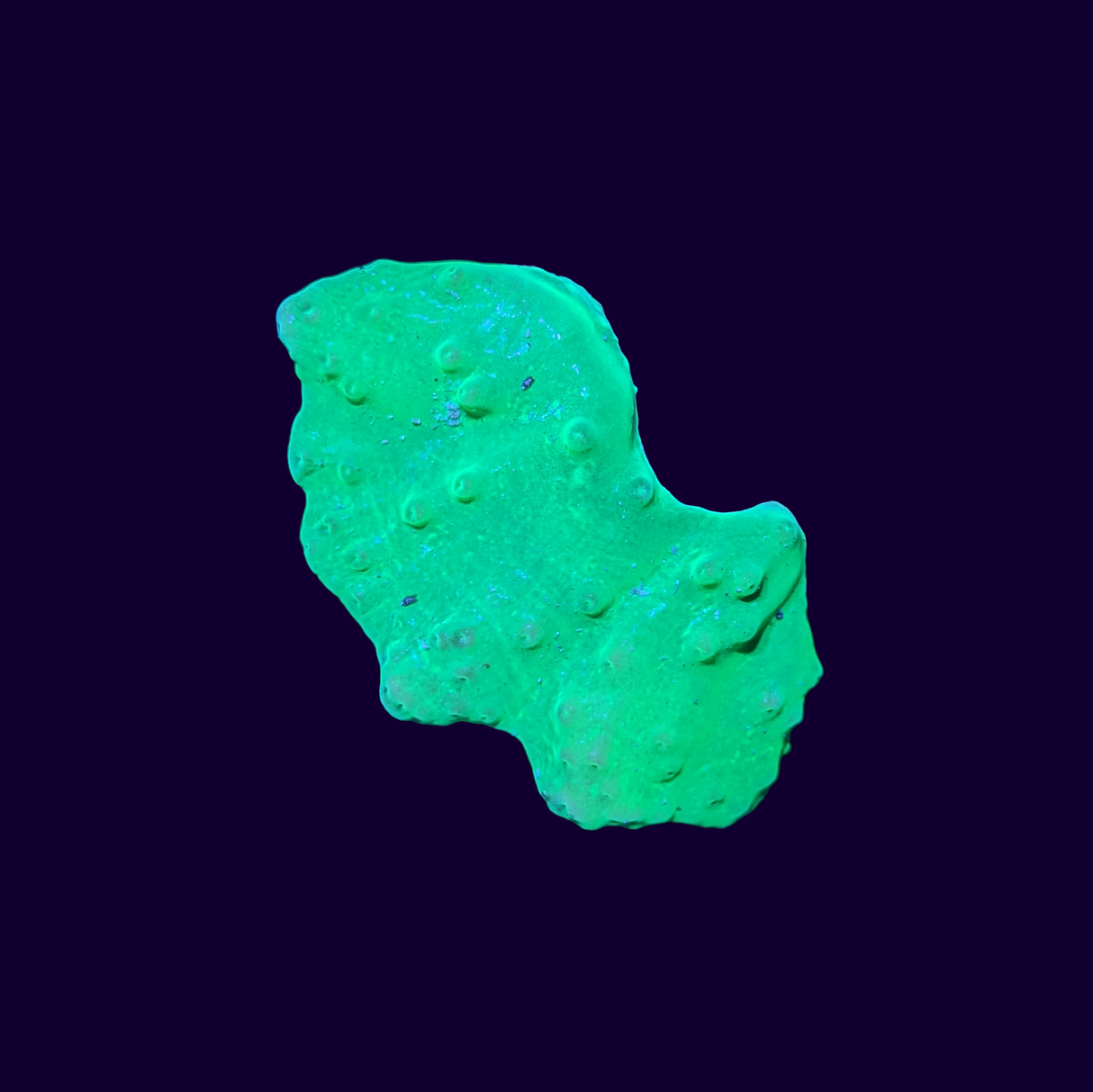 Green Sinularia Dura Cabbage Coral