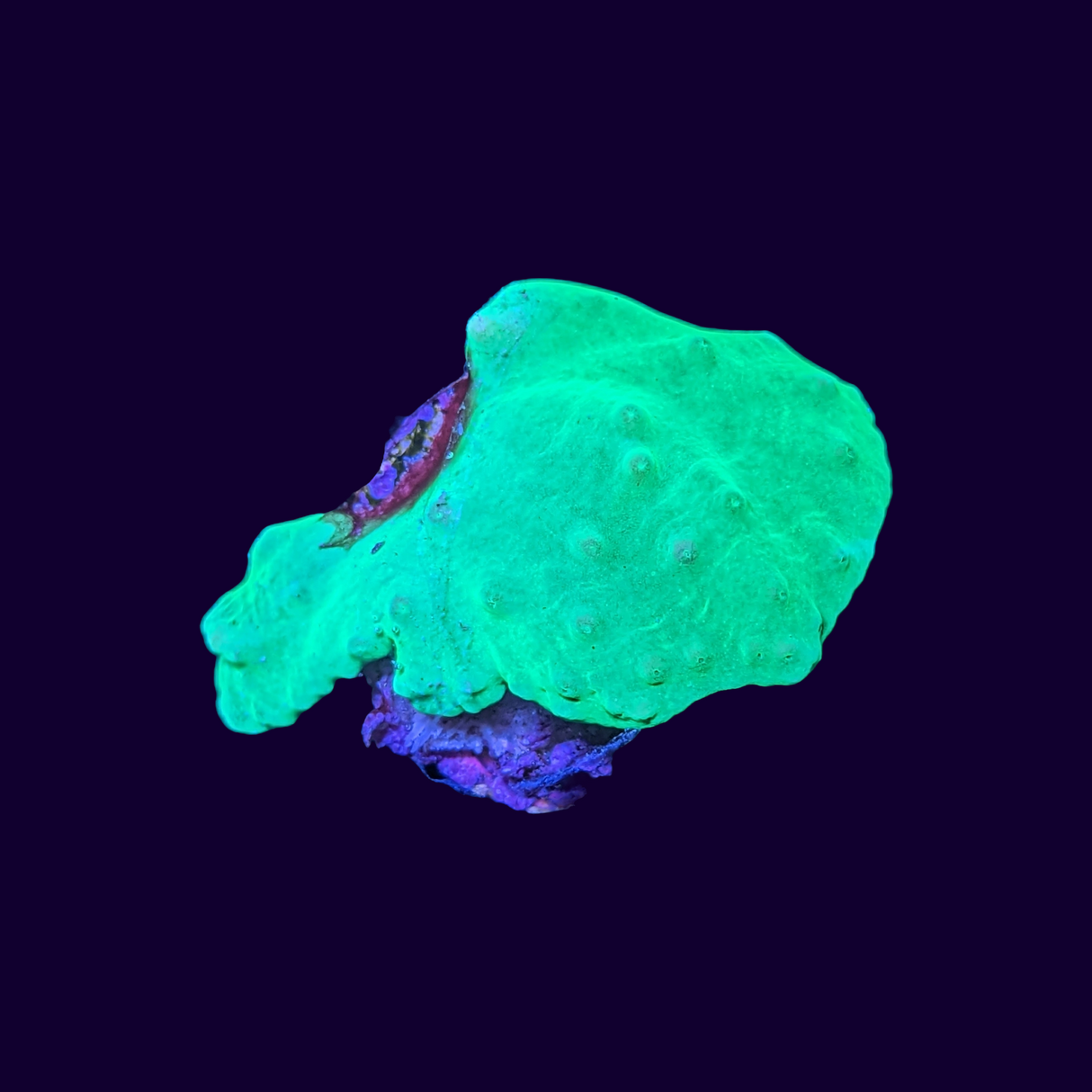 Green Sinularia Dura Cabbage Coral