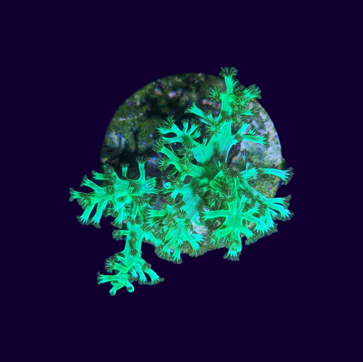 Green Kenya Tree (UK Grown)