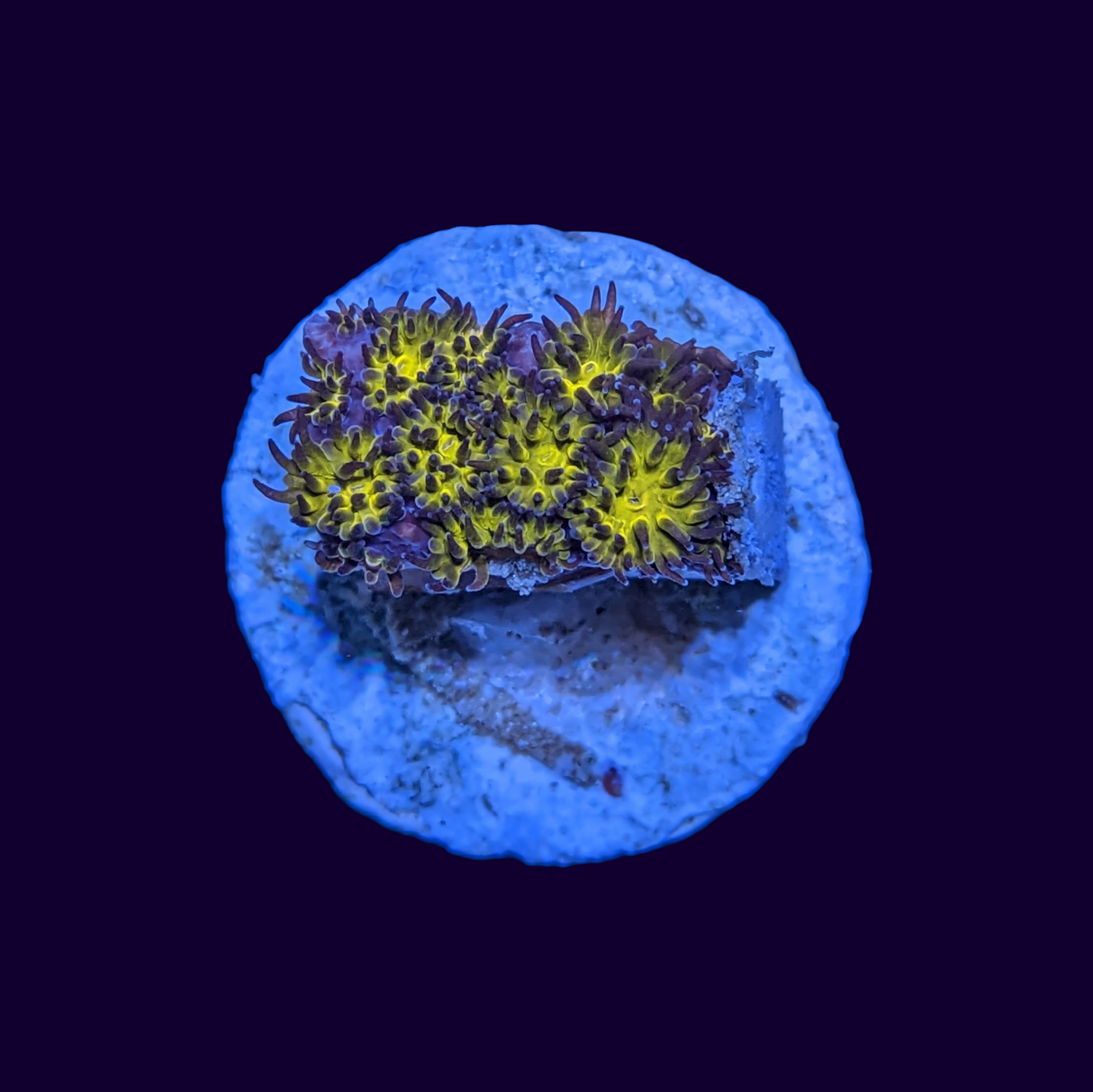 Orange Leptastrea Frag