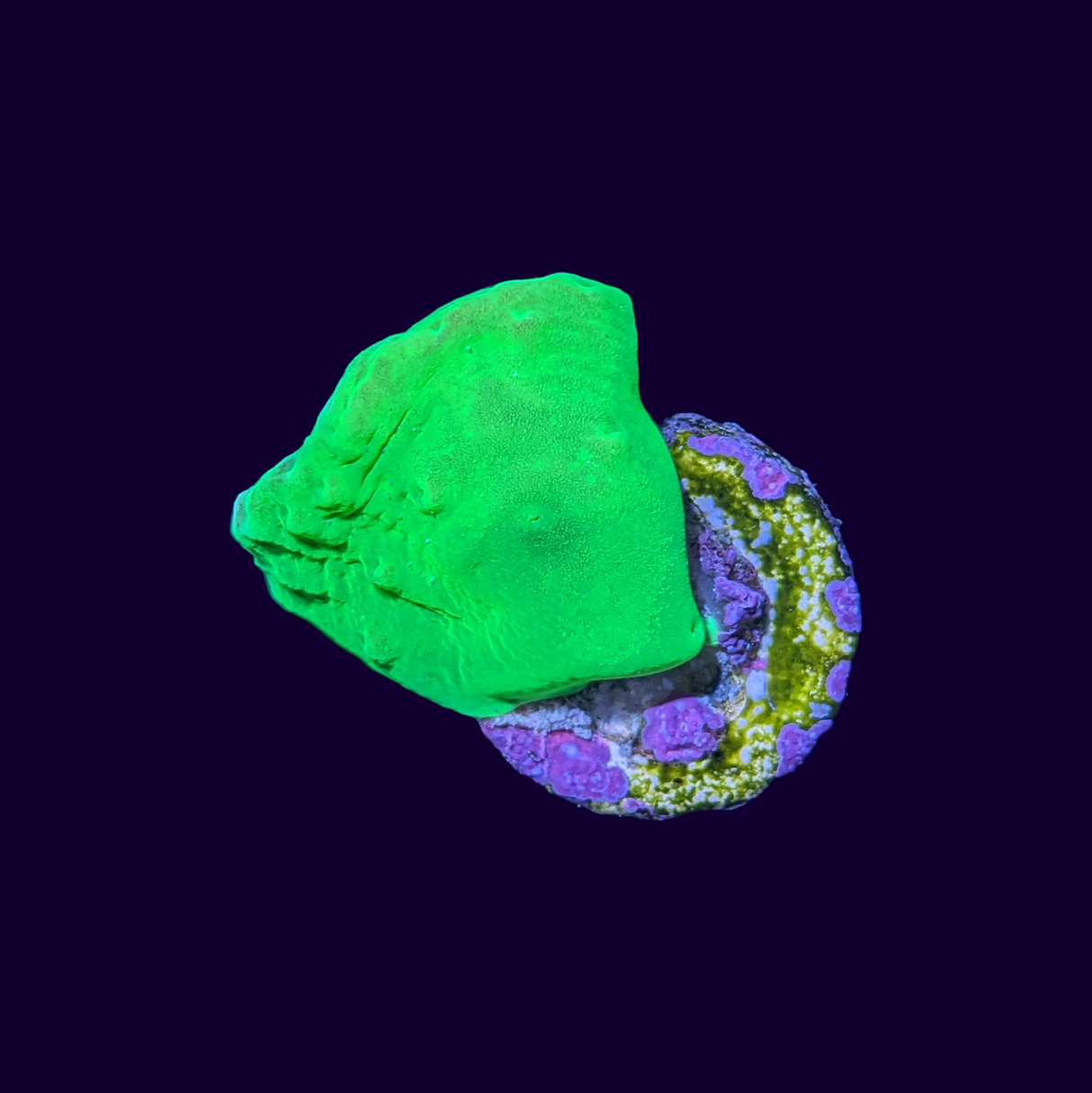 Green Sinularia Dura Cabbage Coral