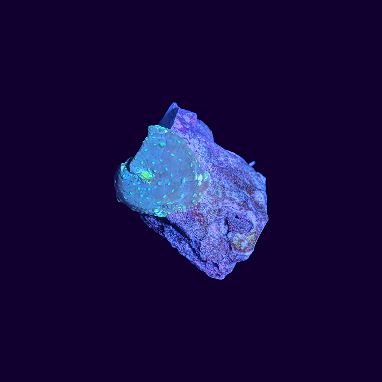 Blue Spotted Discosoma Mushroom