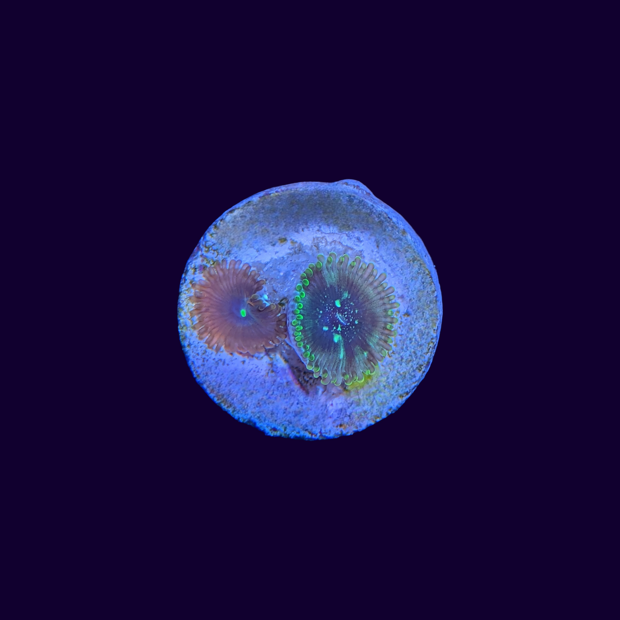 Red People Eater & Hawaiian People Eater Mix Zoa