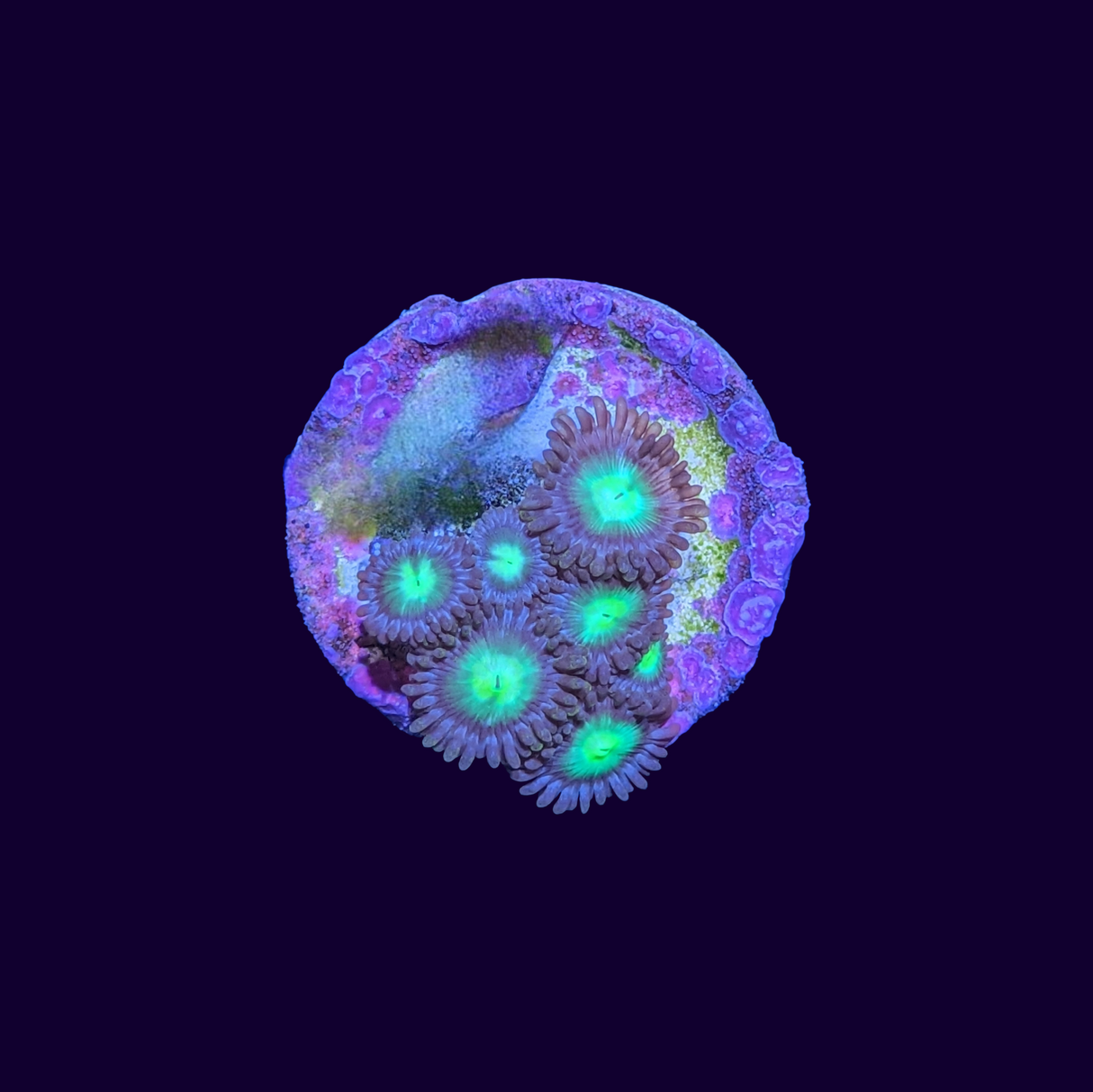 Mint chocolate Zoa Frag