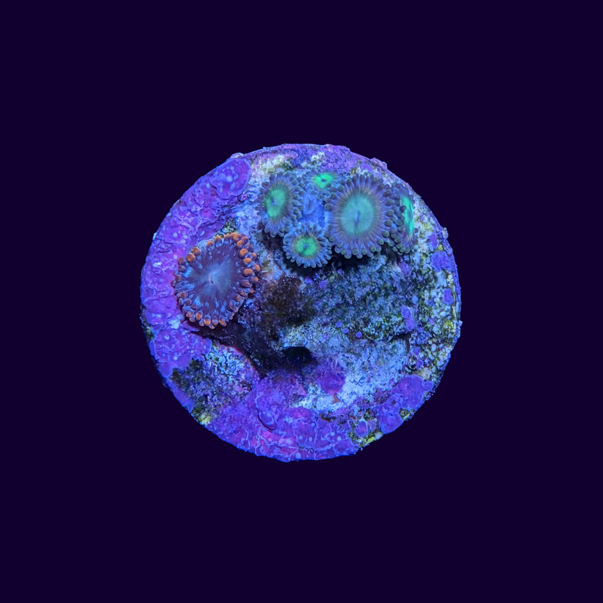 Mixed Zoa Frag