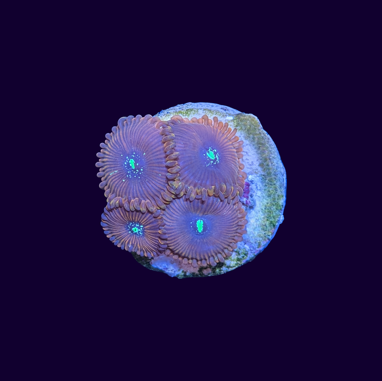 Red People Eater Zoa