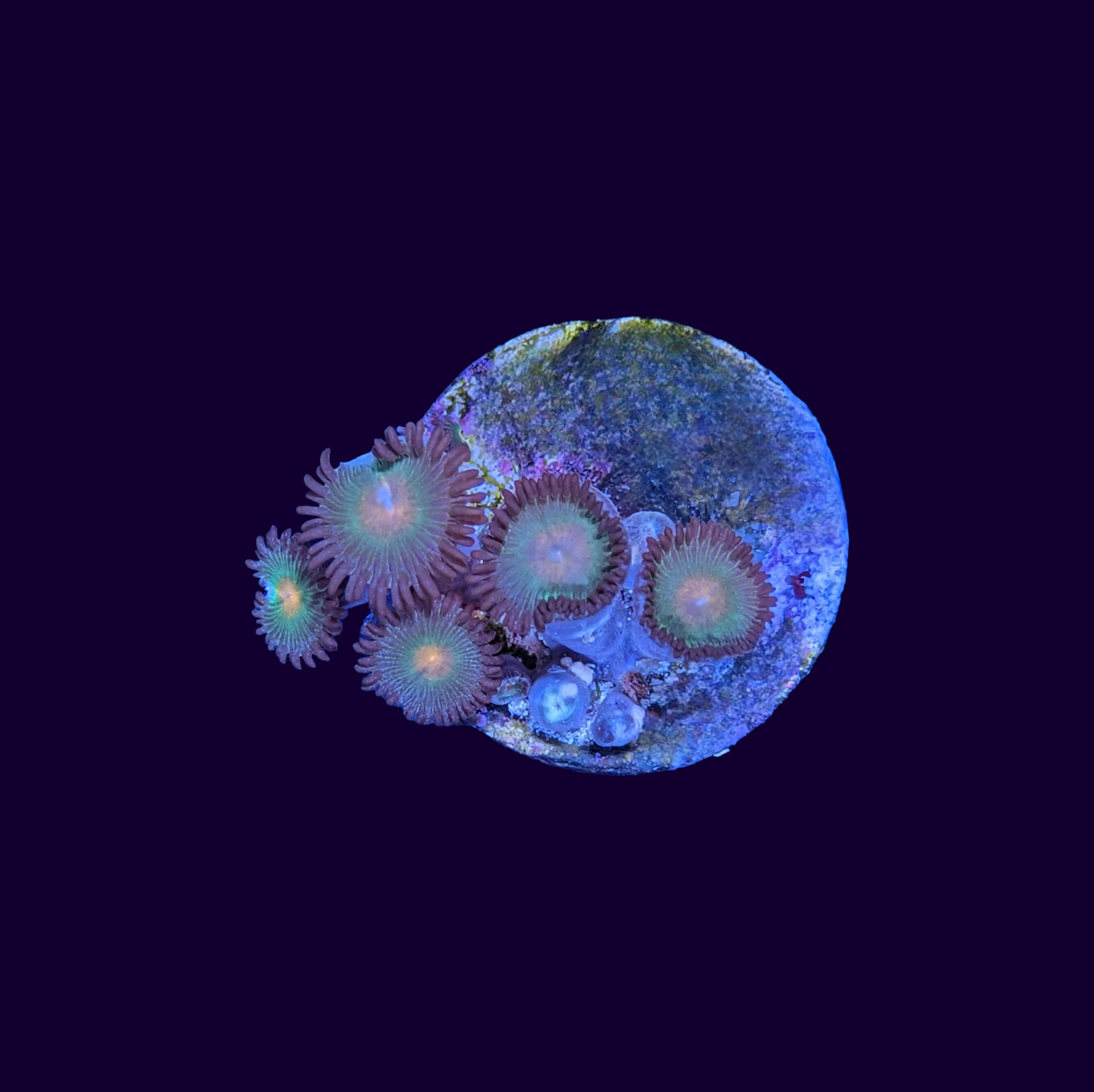 Reverse Gorilla Nips Zoa Frag