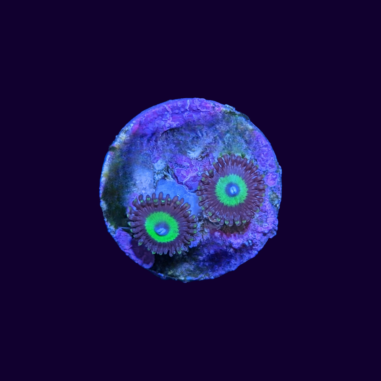 Candy Apple Zoa Frag