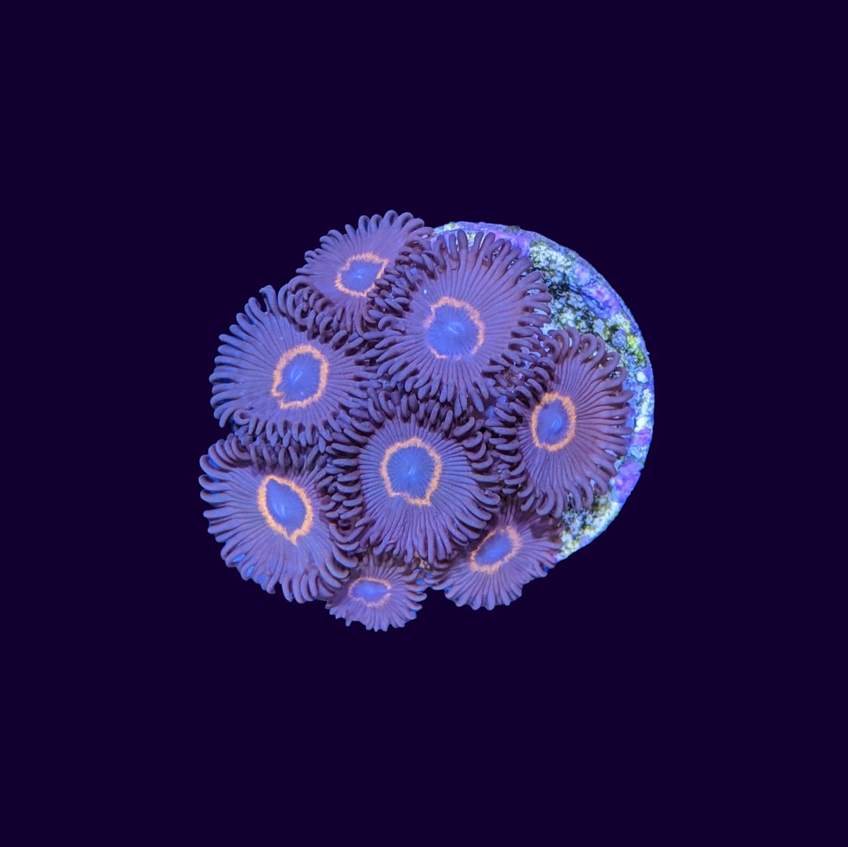 Bullseye Zoa Frag