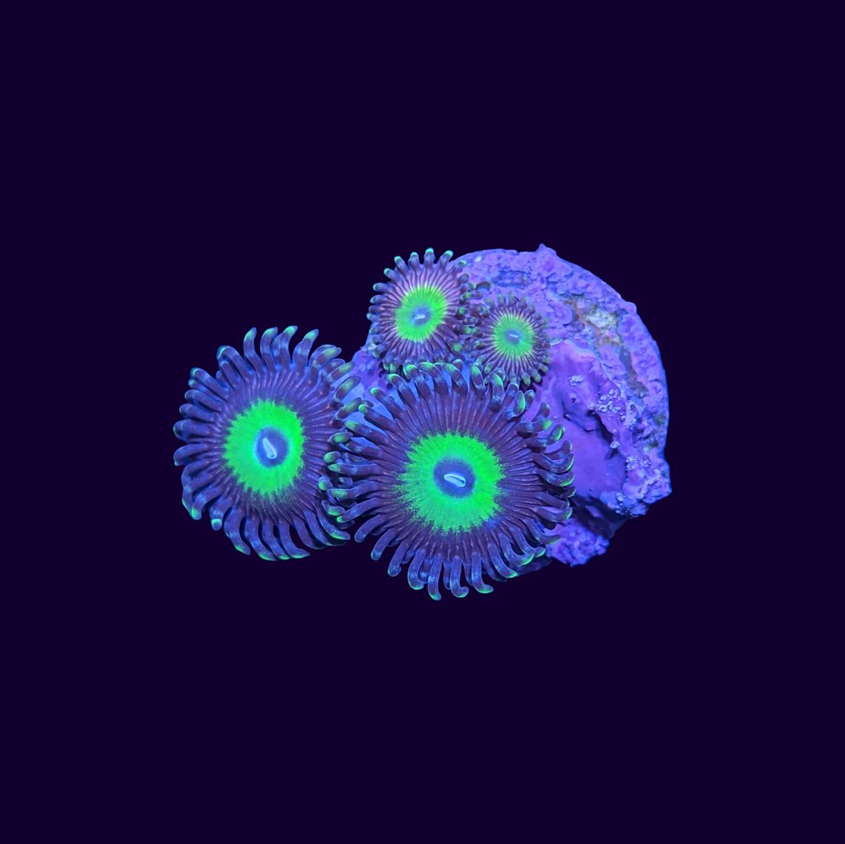 Candy Apple Zoa Frag
