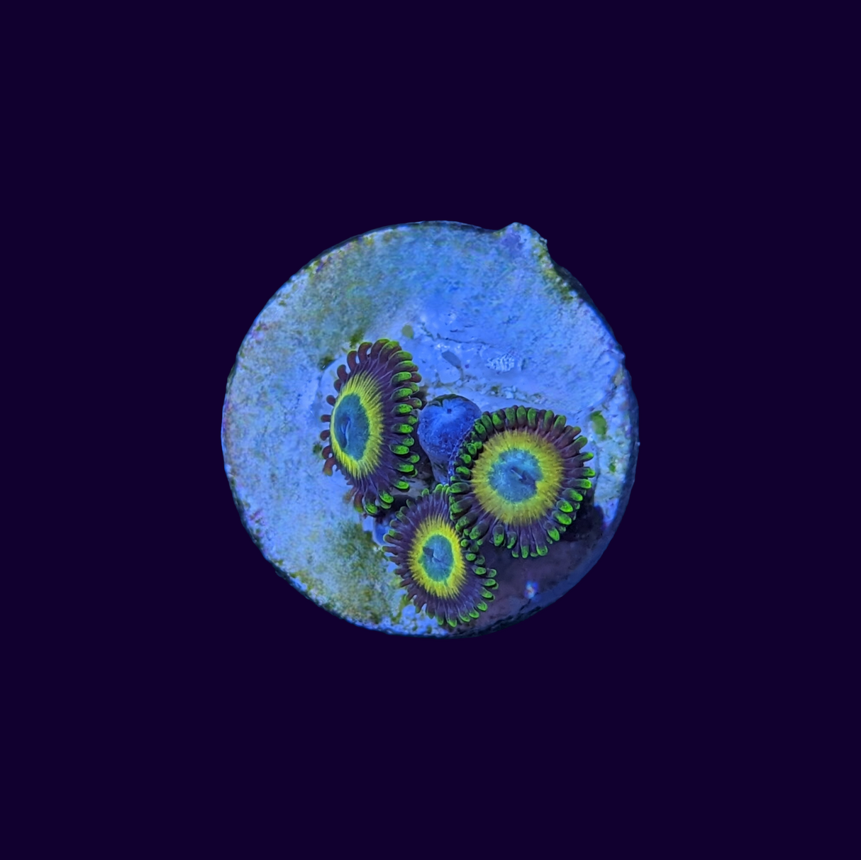 Scrambled Eggs Zoa Frag