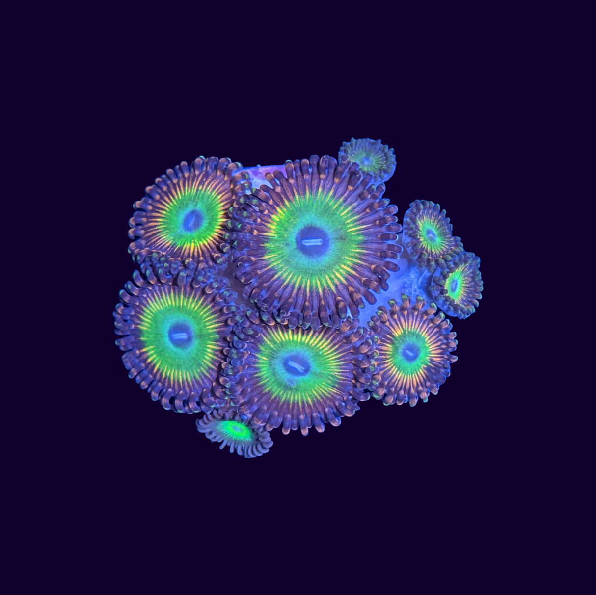 Rainbow Zoa Frag