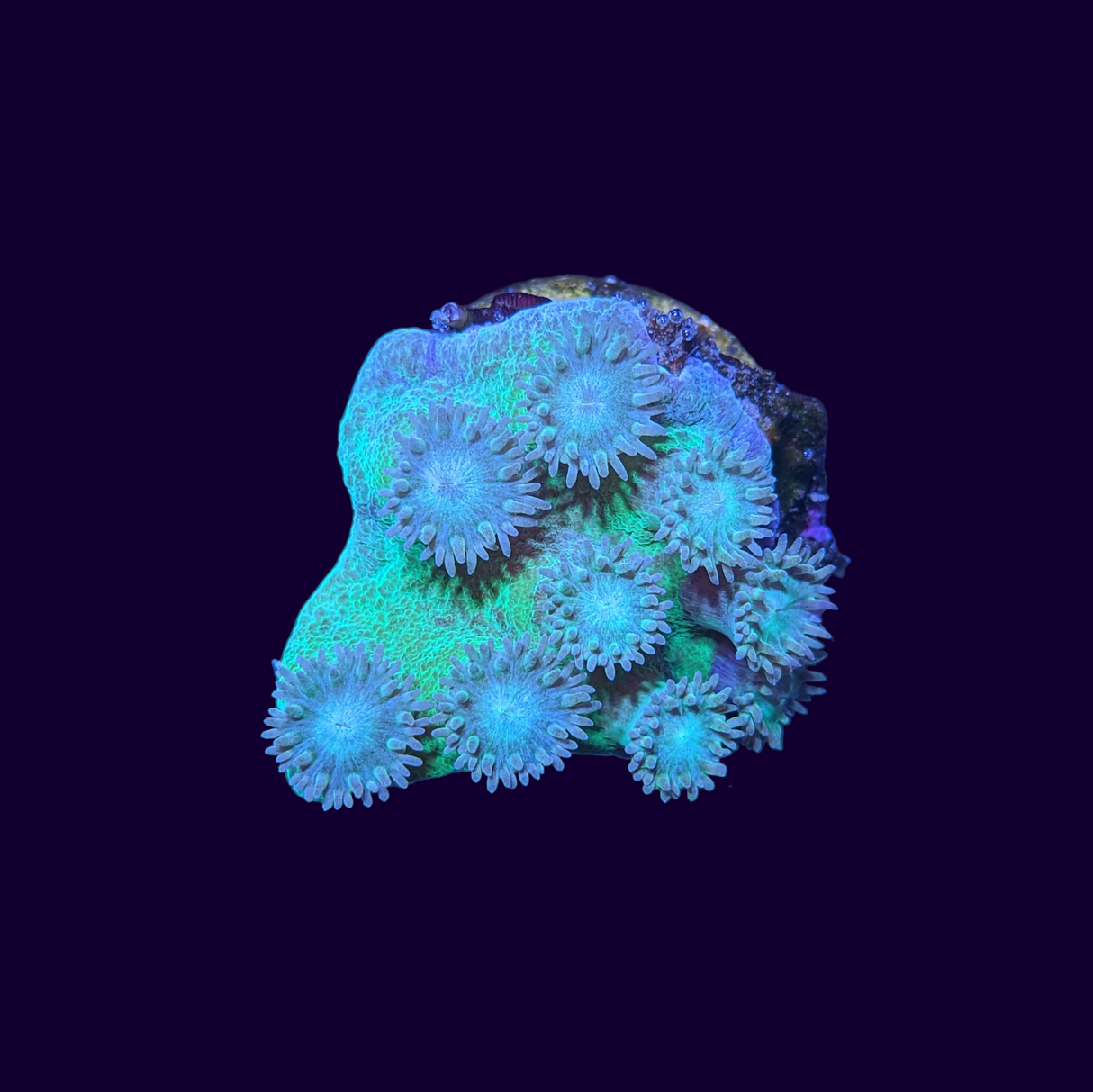 Green Turbinaria Peltata (Cup Coral)
