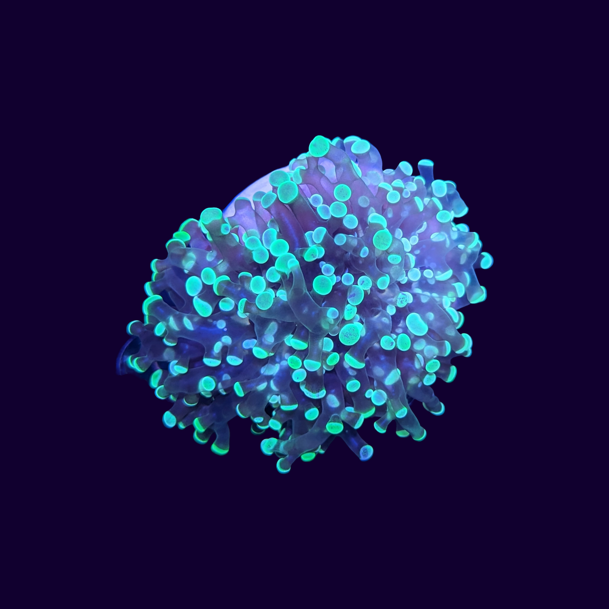 Frogspawn Frag (UK Grown)