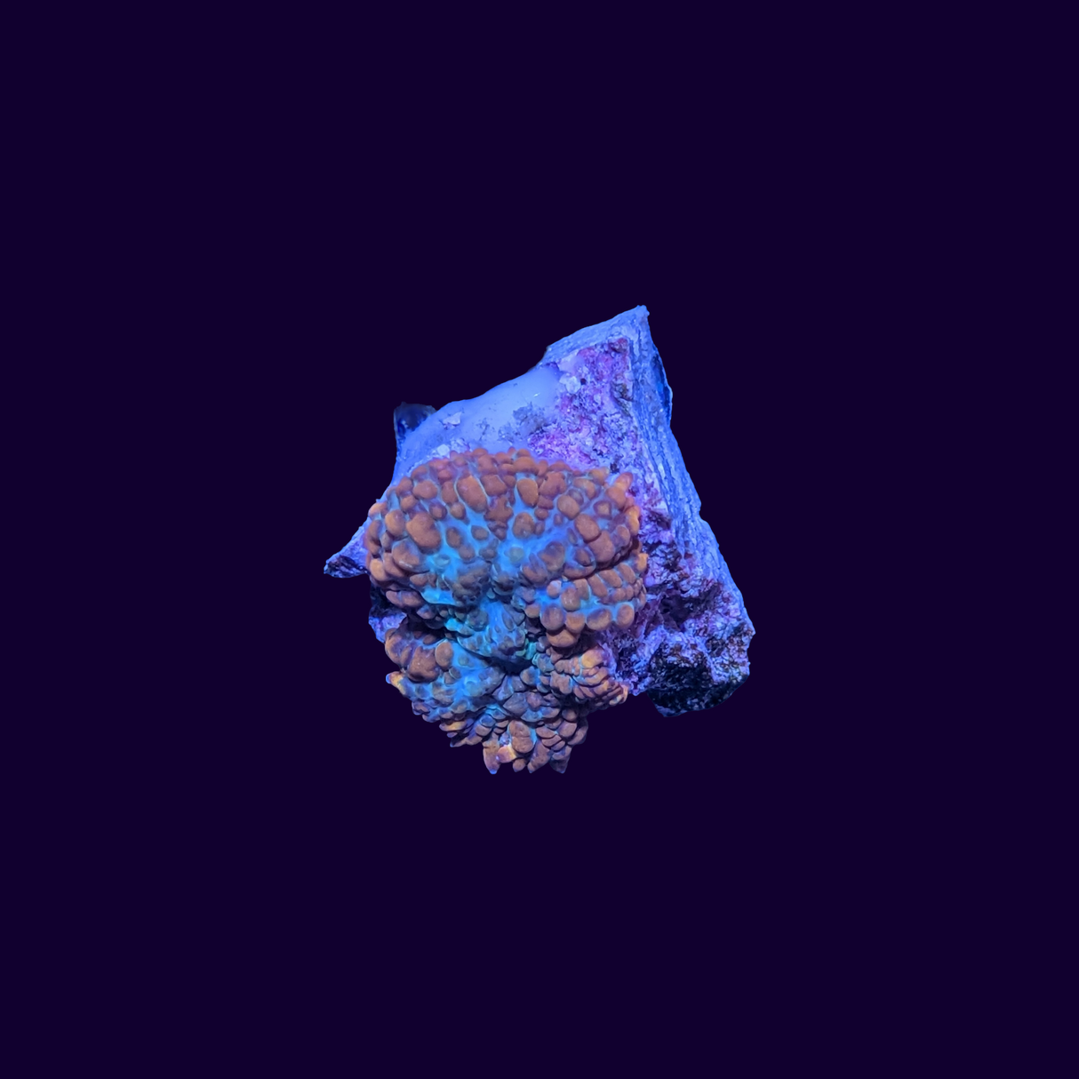 Orange Rhodactis Mushroom