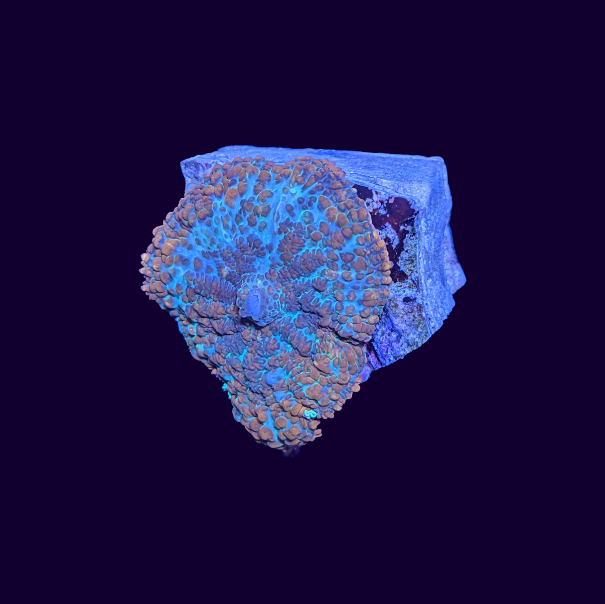 Orange Rhodactis Mushroom