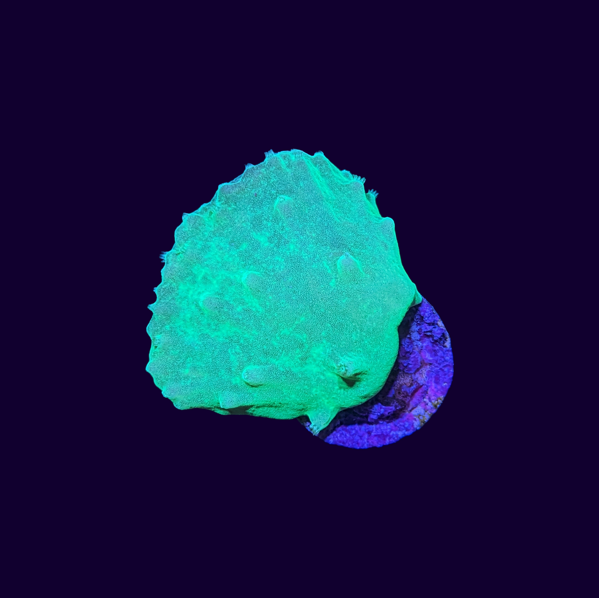 Green Sinularia Dura Cabbage Coral